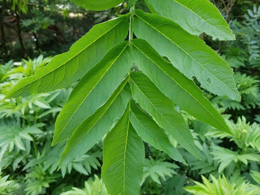 Moschuskrautgewächse Adoxaceae pflanzen vielfalt net